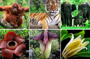 Flora Fauna Indonesia