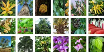 Flora Indonesia