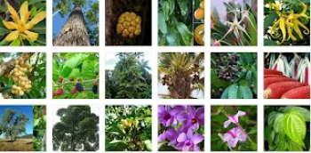 Flora Indonesia