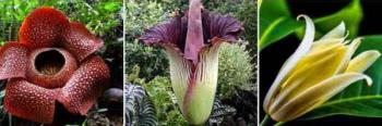 Aneka Flora Indonesia