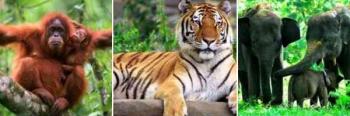 Ragam Fauna Indonesia